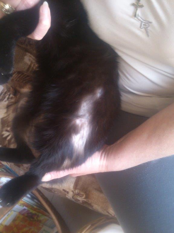 Paraziti, nebo stres?