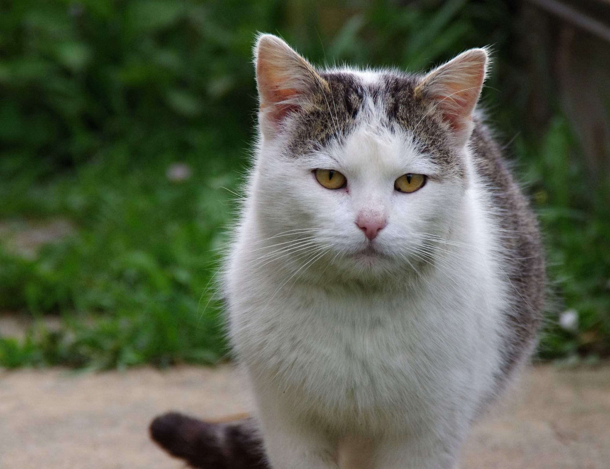 Močové kameny a homeopatika