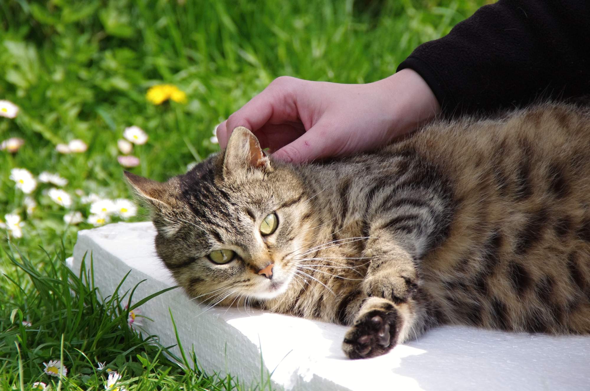 Jaké jsou přínosy felinoterapie?
