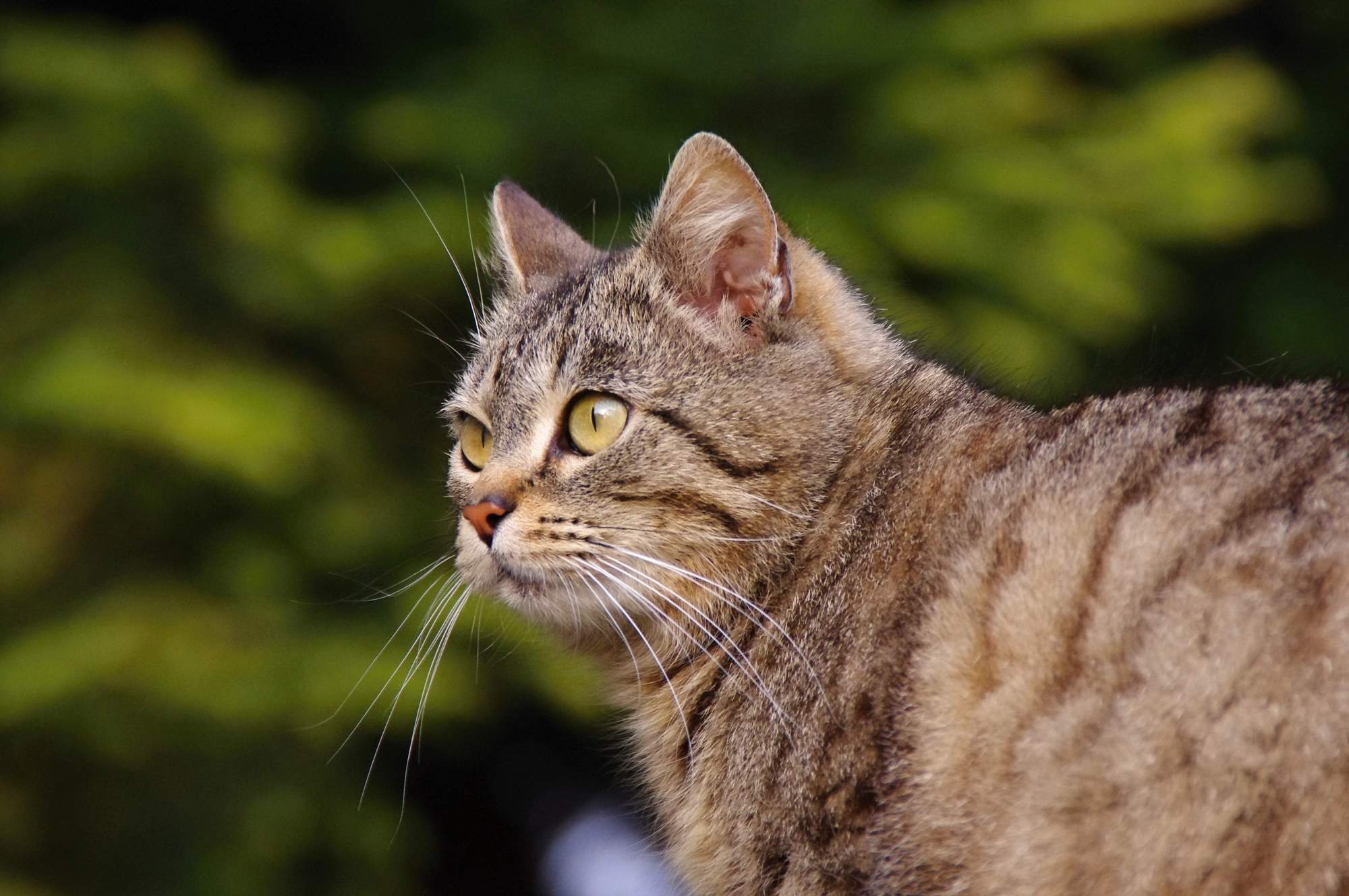 Veterinární kongres