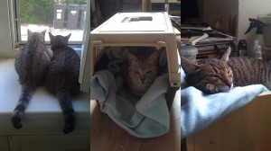 Příběh o dvou adoptovaných kočkách