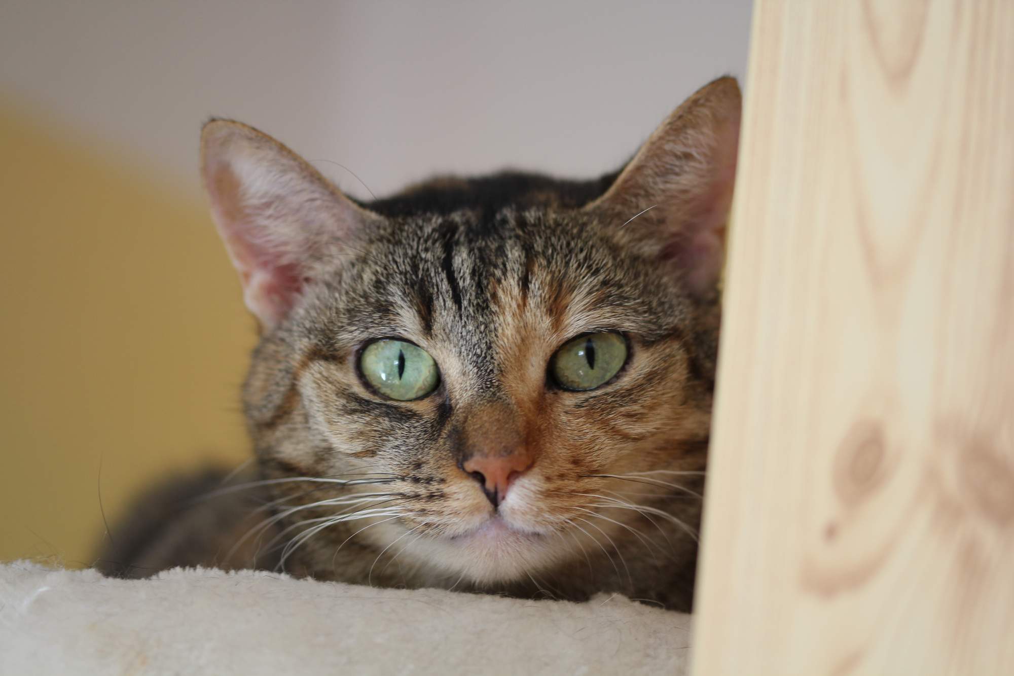 Májové kočičí přání