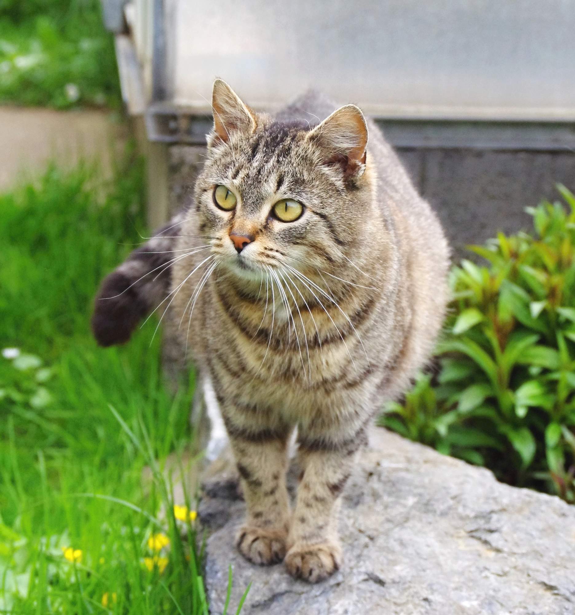 Jak napsat inzerát, který najde domov každému útulkáči?
