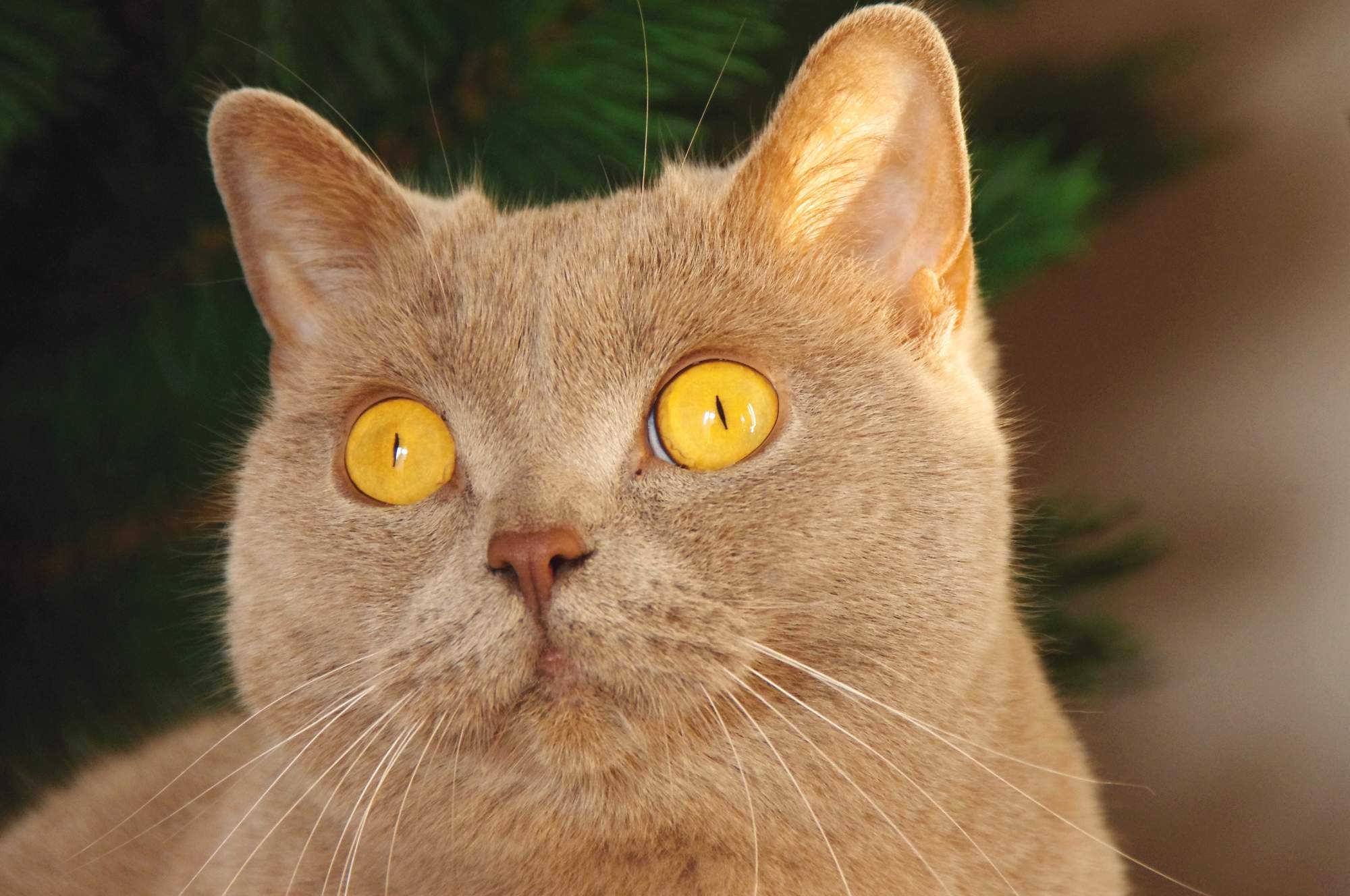 Péče o nemocnou kočku