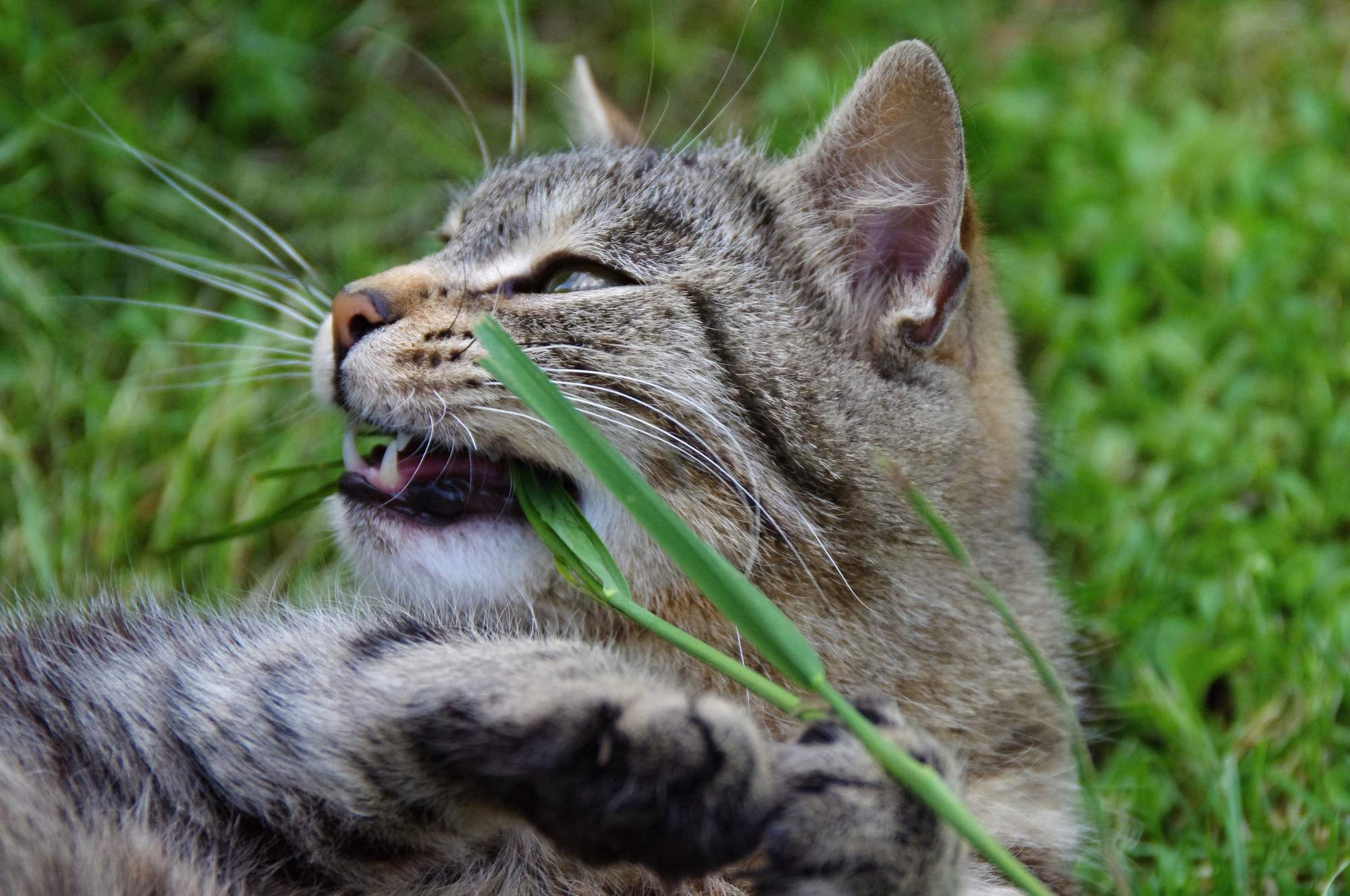 Kocouři vyhnali vlastního tátu