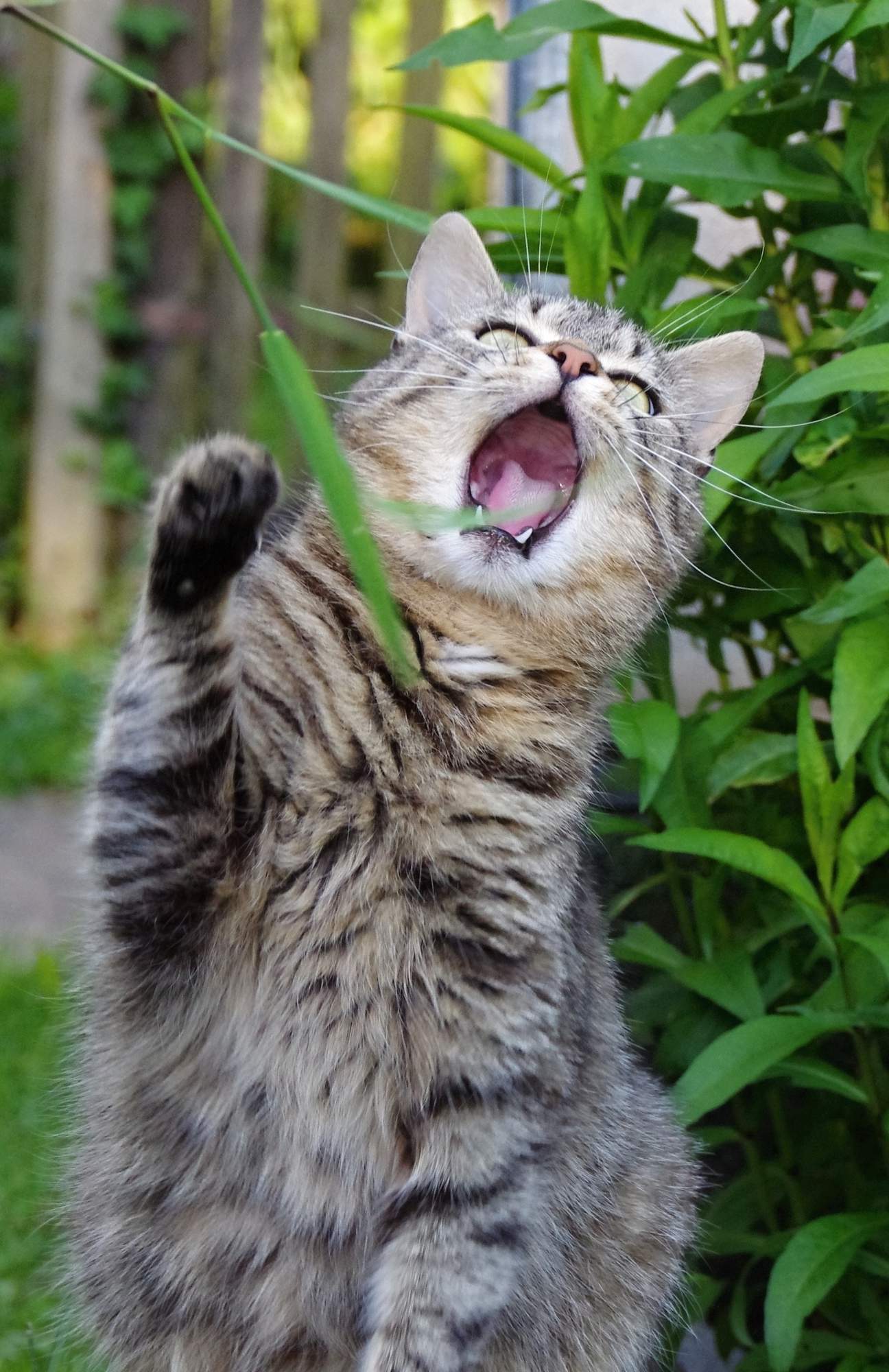 Jak dopadlo kočičí přání?