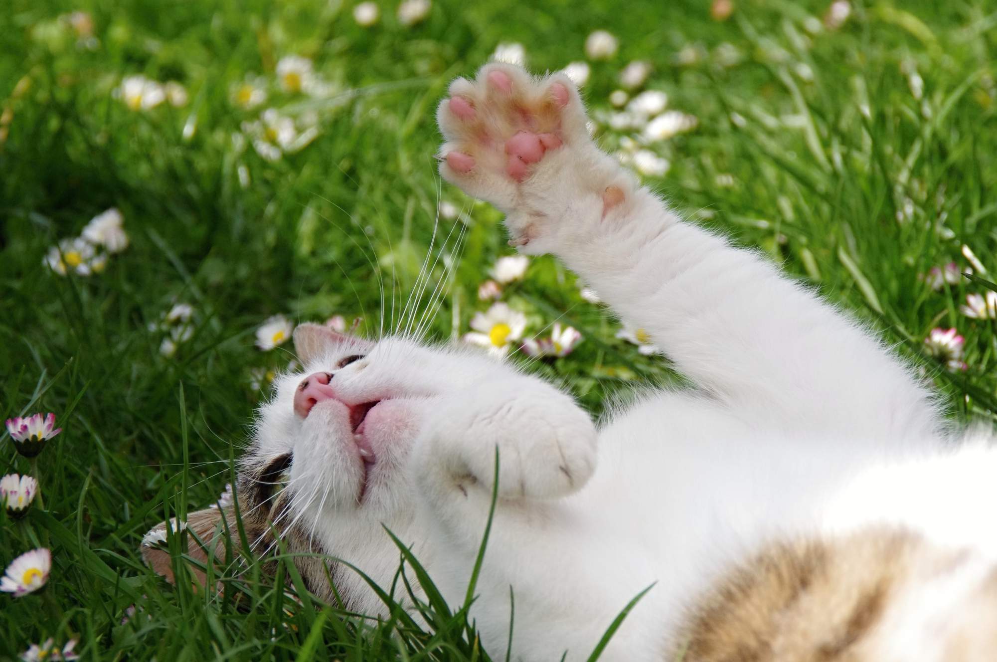 Suchá kůže a lupy