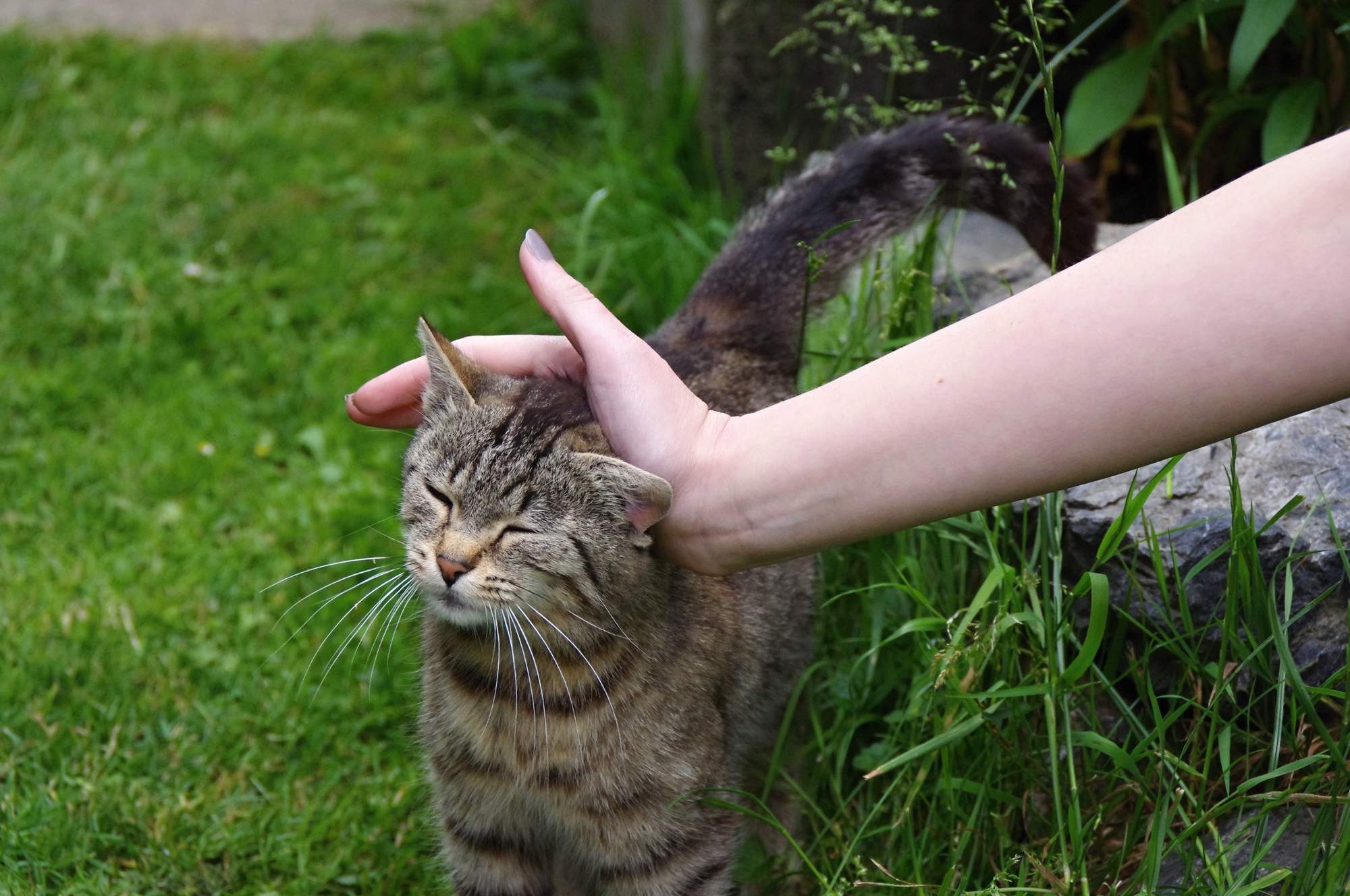 Kočky vhodné pro felinoterapii