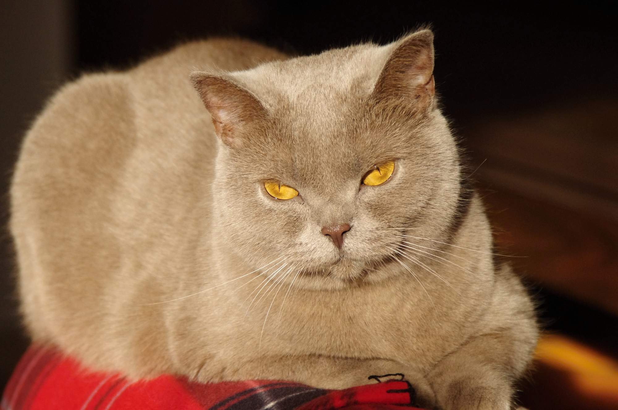 Midsummer Dream Show