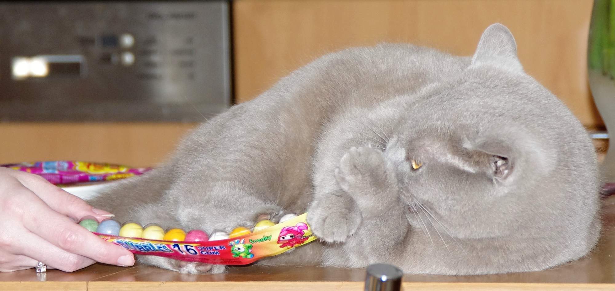 Kočky potřebují pozornost