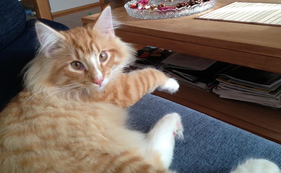 Kocourek se domáhá vycházky