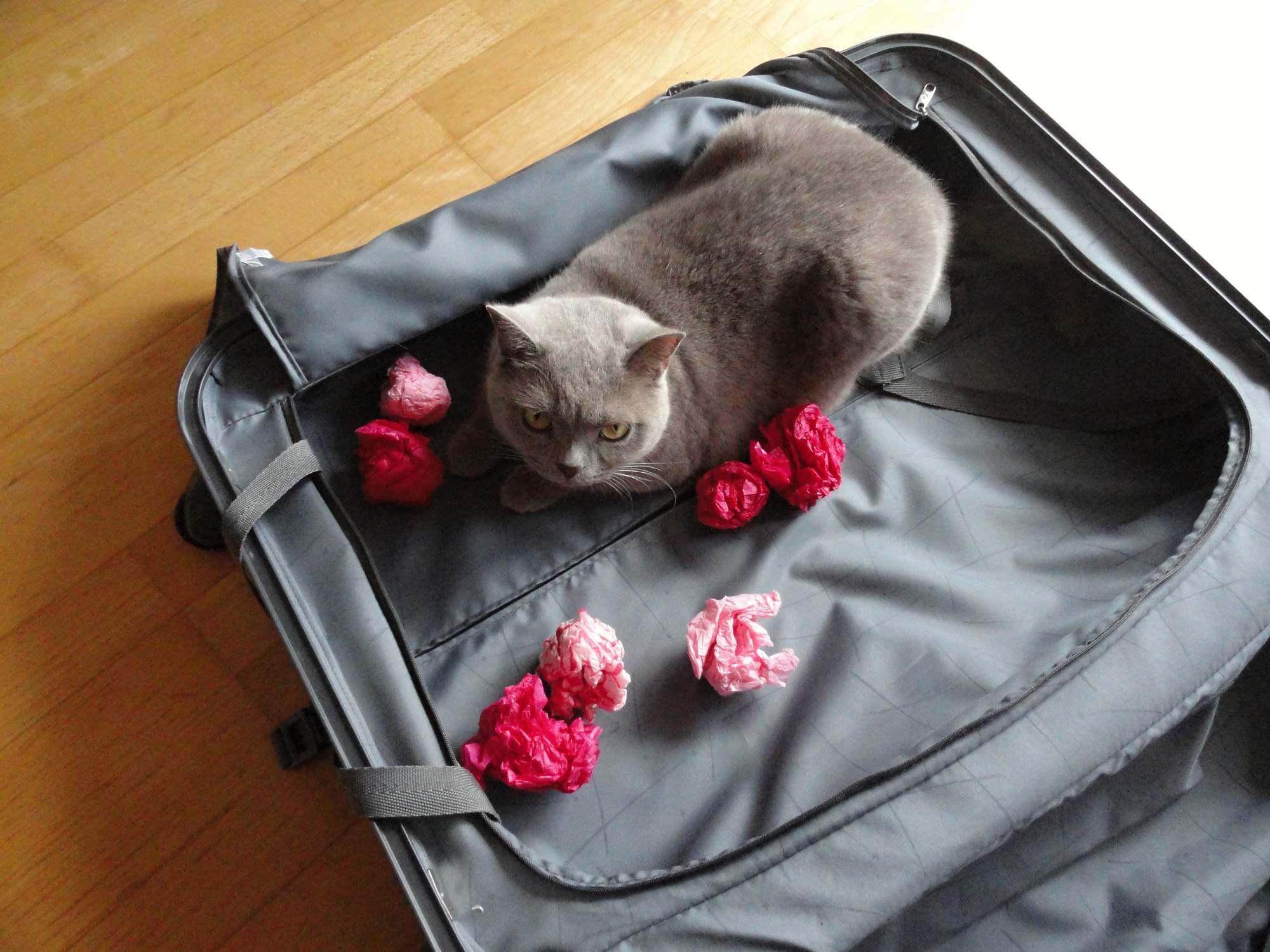 Dobrodružství pro pokojové tygry