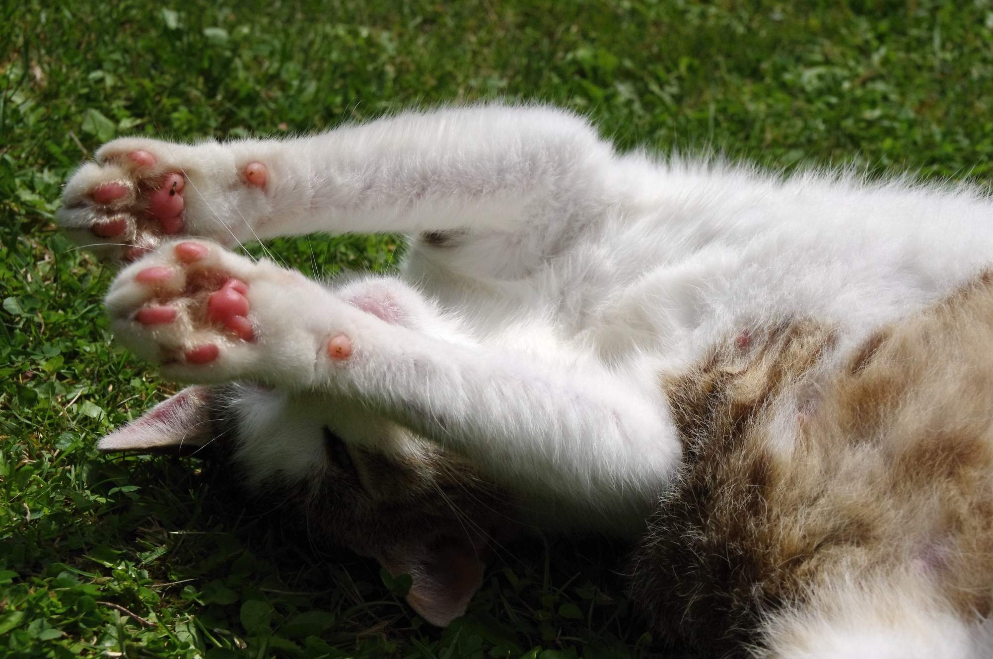 Co očekávat, když vaše kočka zestárne?