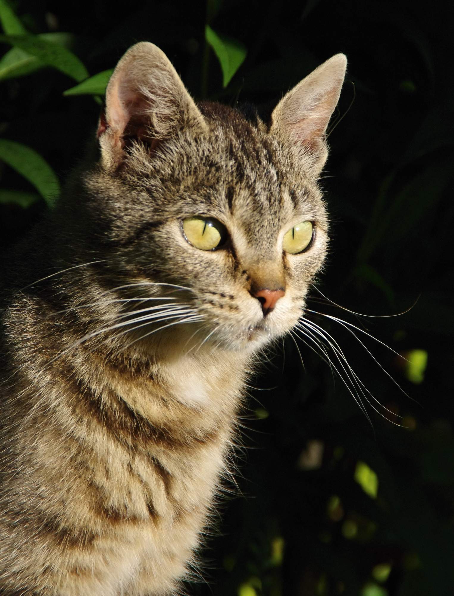 Jaký je rozdíl mezi sterilizací a kastrací?