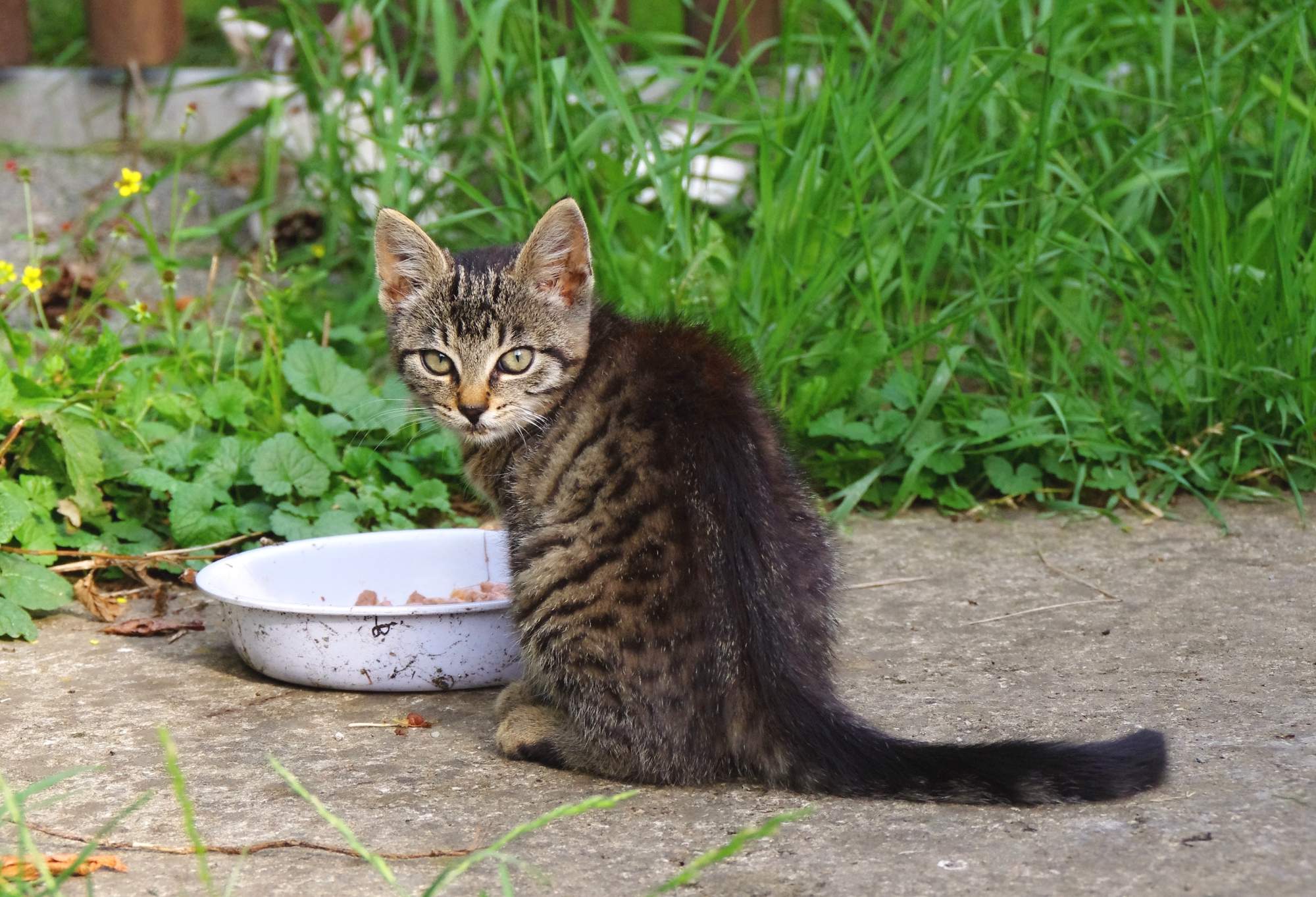 10 potravin, které kočce nikdy nedávejte