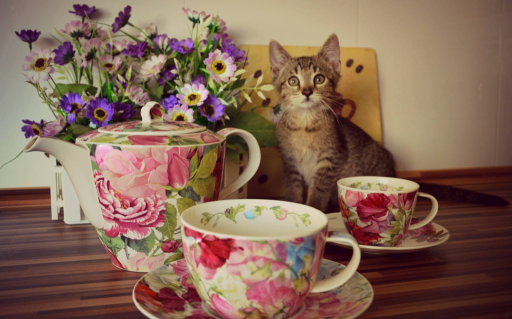 V Praze se otevře nová kočičí kavárna