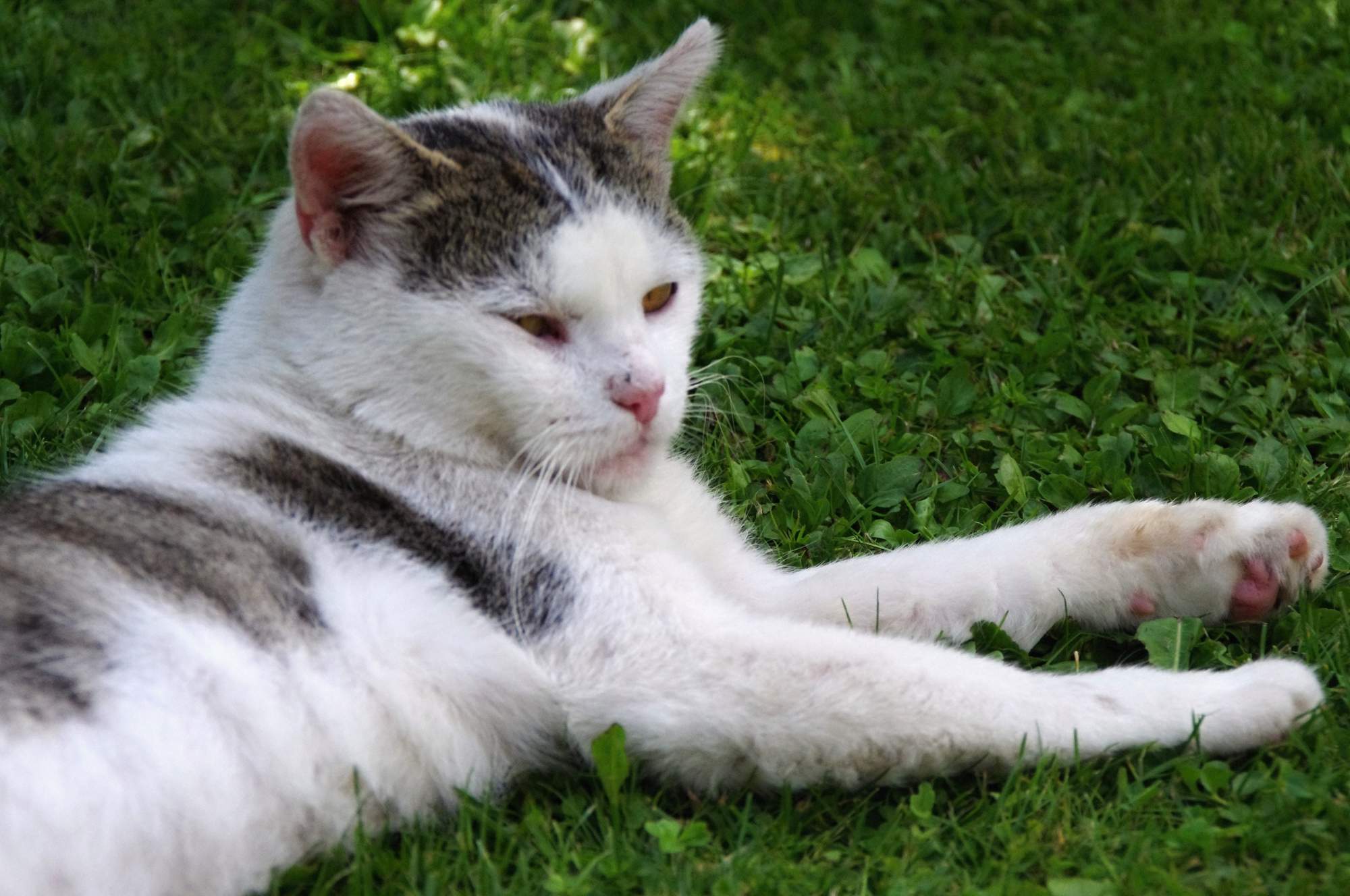 Výtoky z pohlavních orgánů a homeopatika