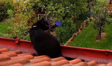 Značí si teritorium?