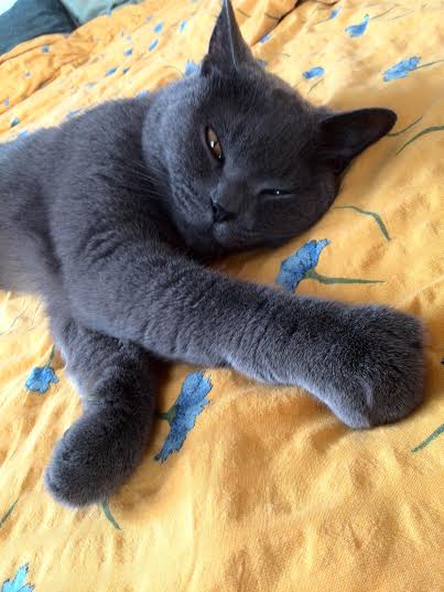 Jak vyzrát na kočičí chlupy?