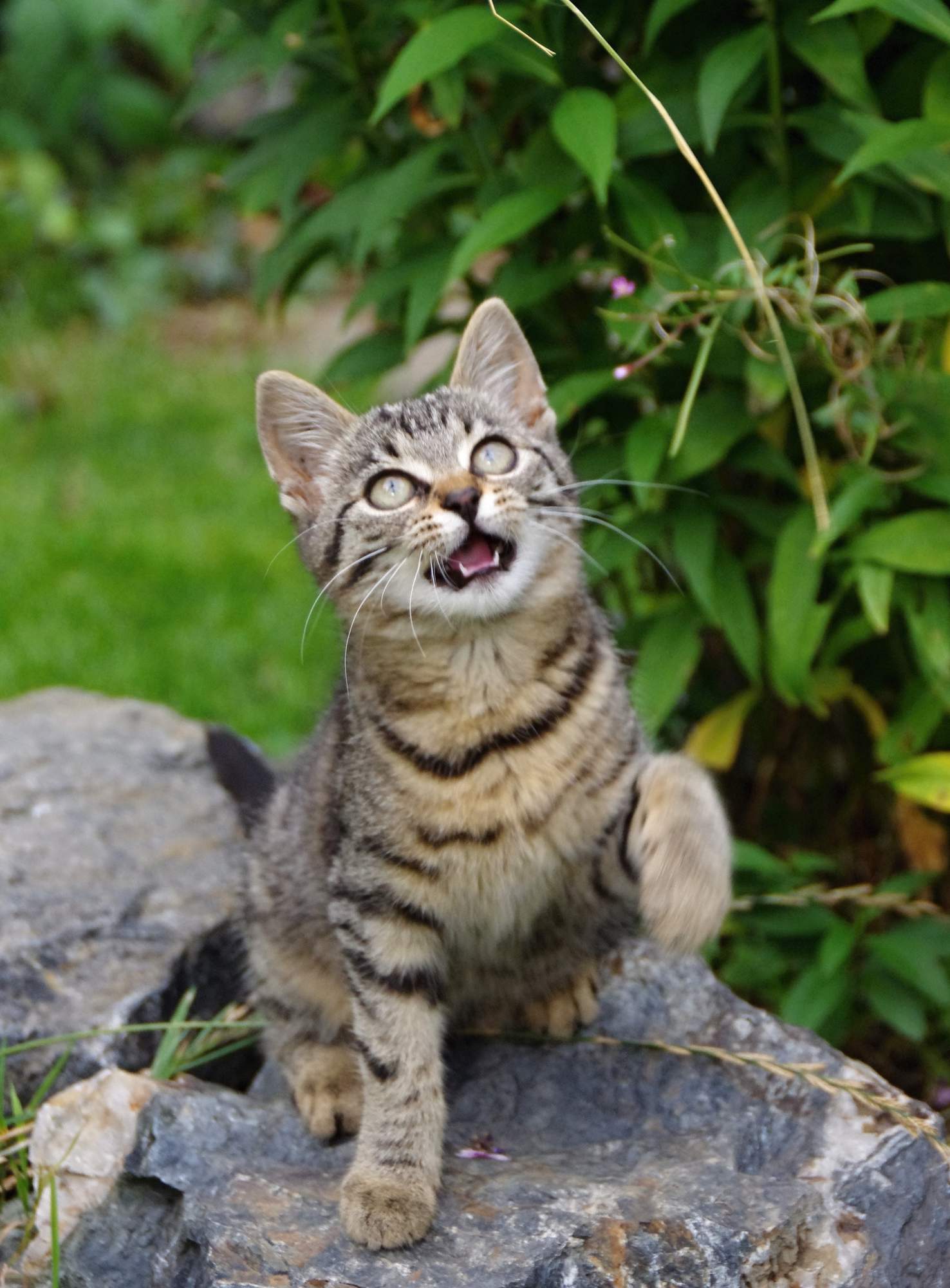 Blechy jsou jen u bordelářů?