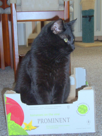 Podivné chování kocoura