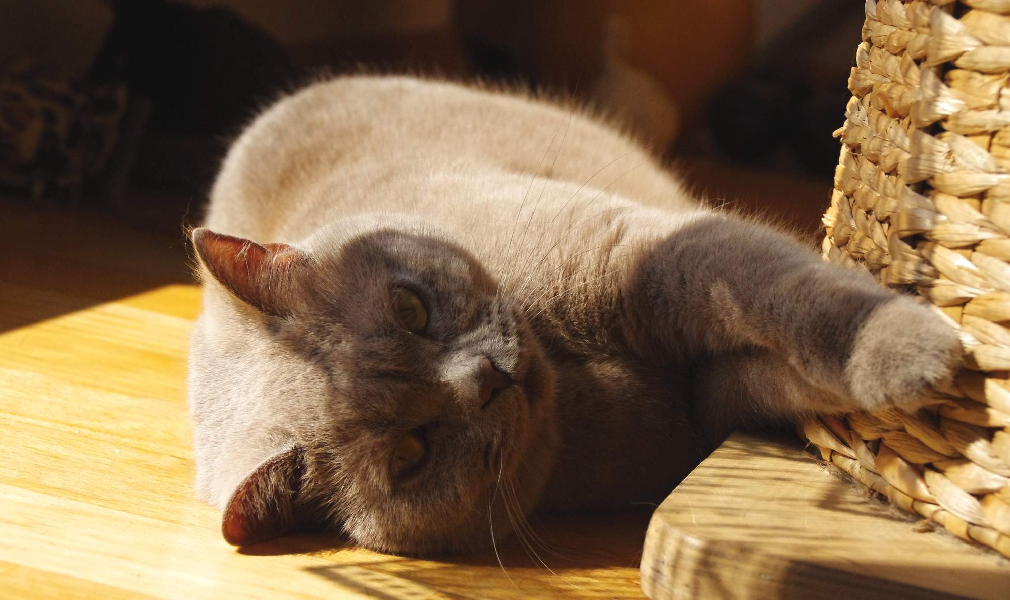 Jaké hračky kočky baví? 