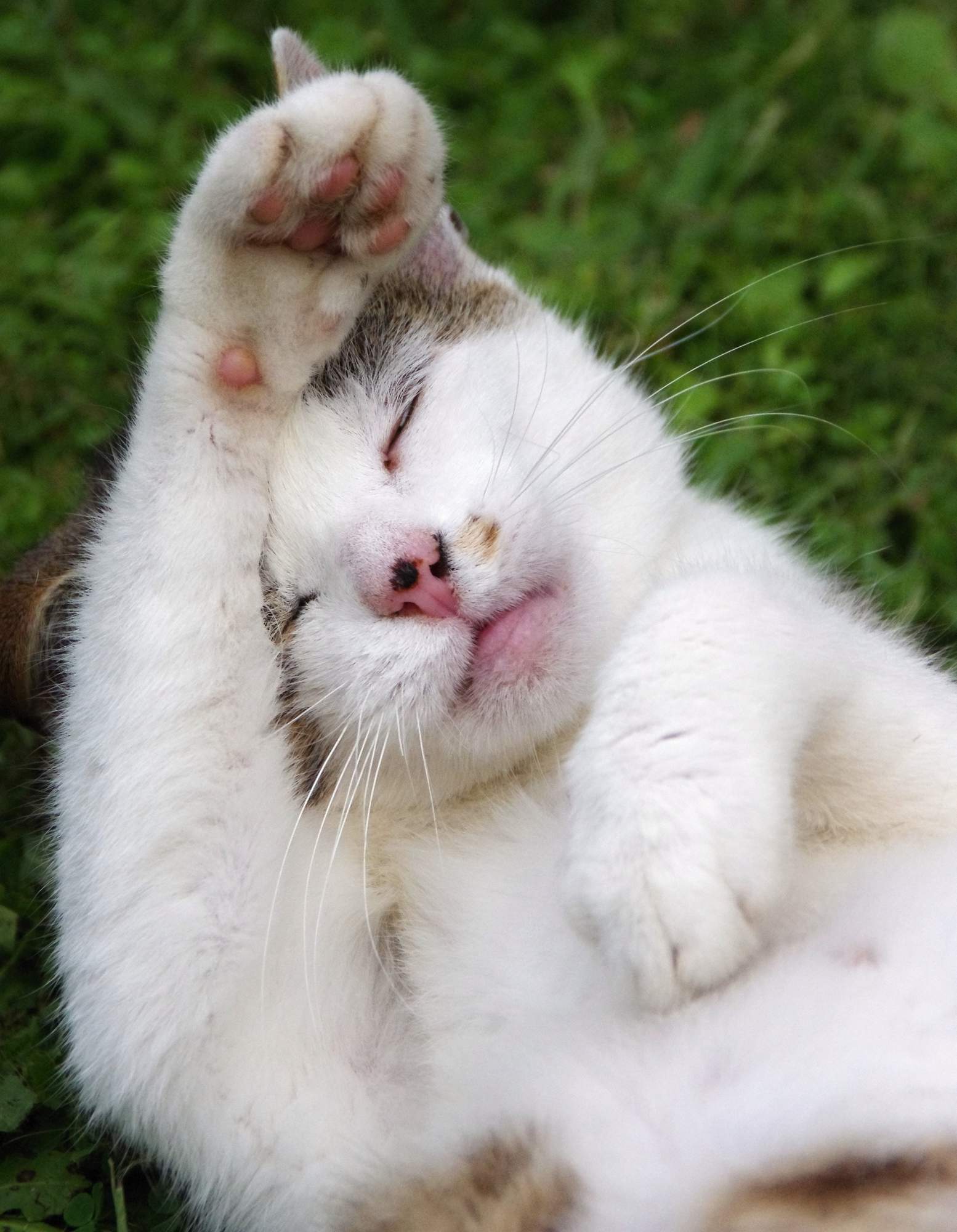 Měl by být kočičí čumáček vždy mokrý?