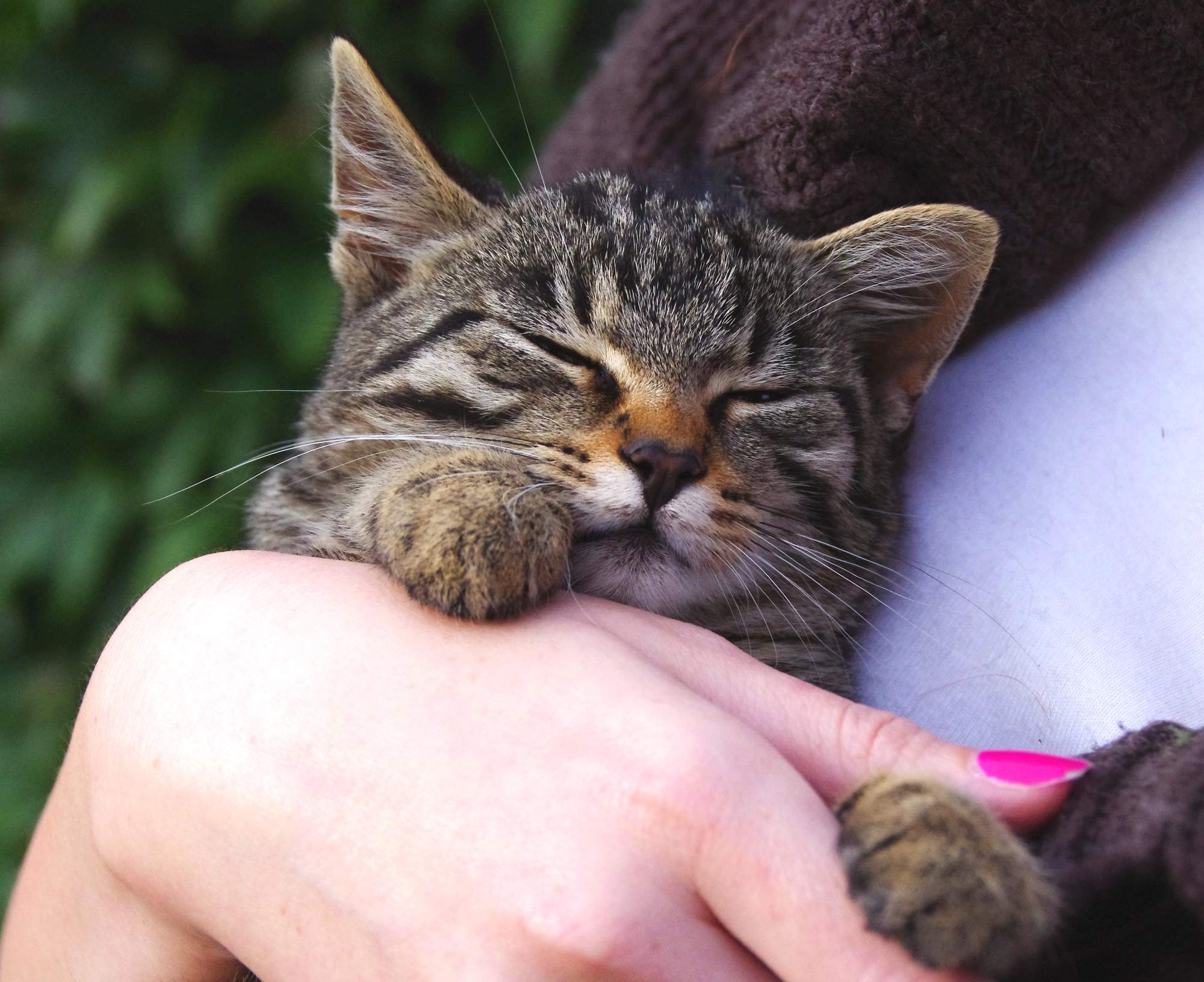 Nejoblíbenější místa pro hlazení