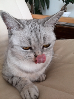 Za domácí mazlíčky utrácejí především ženy