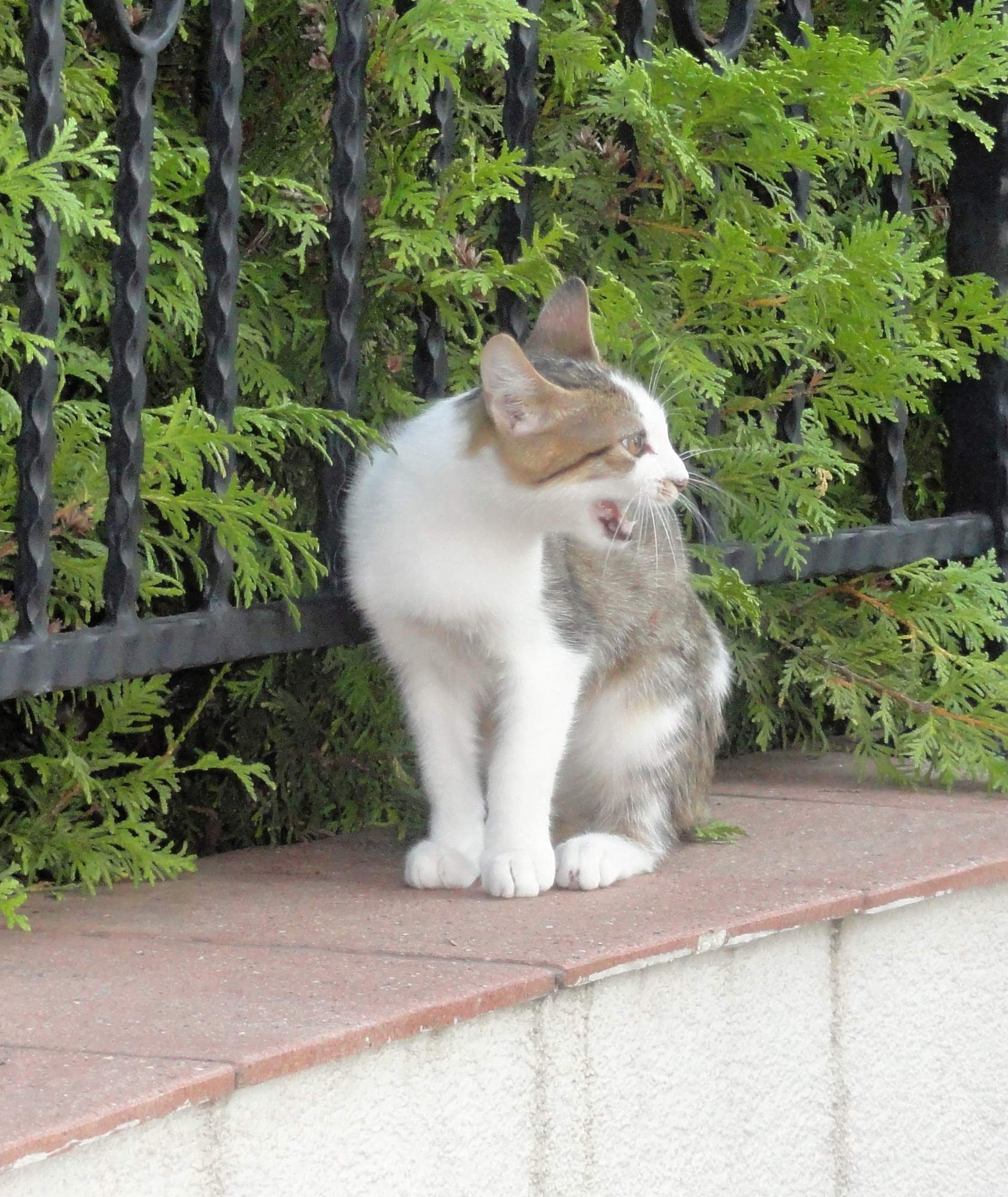 Světový den vztekliny