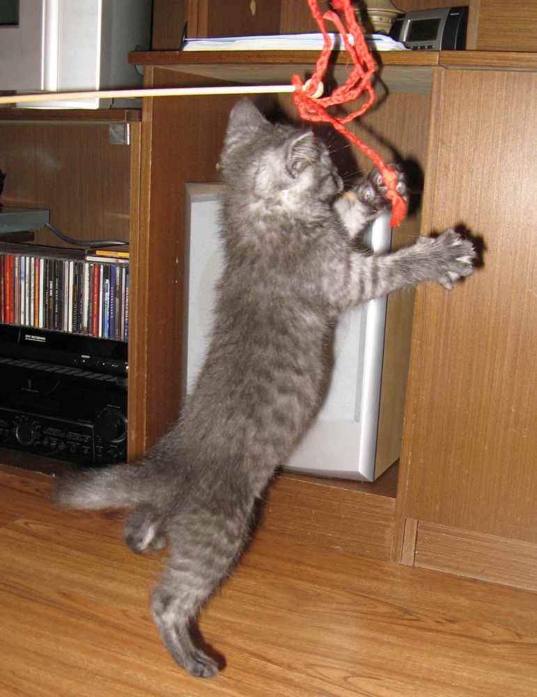 Co s kousavým kocourkem?