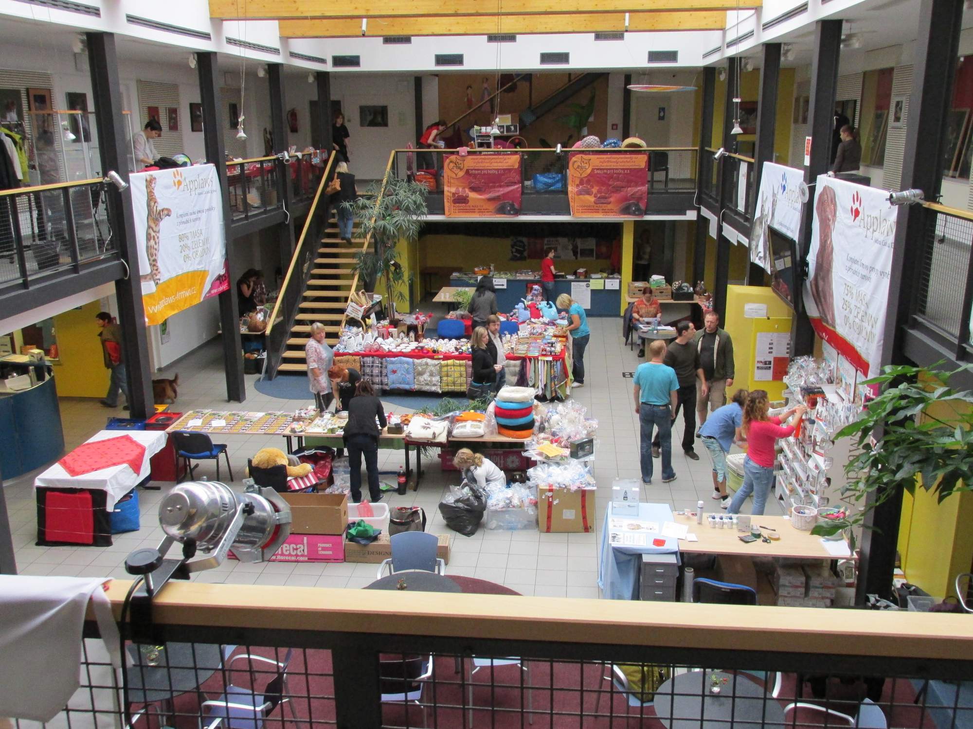 Svatováclavská umisťovací výstava koček bez domova