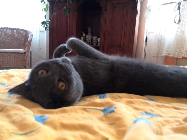 10 věcí o kočkách, které jste možná nevěděli