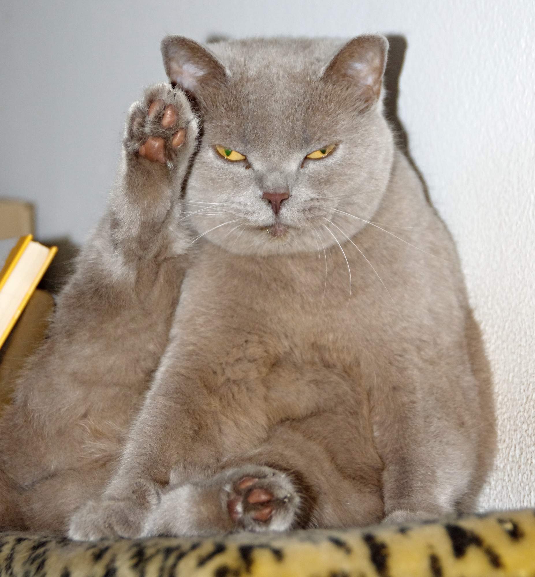 Jak učinit vaši kočku šťastnou? Zbavte ji stresu.