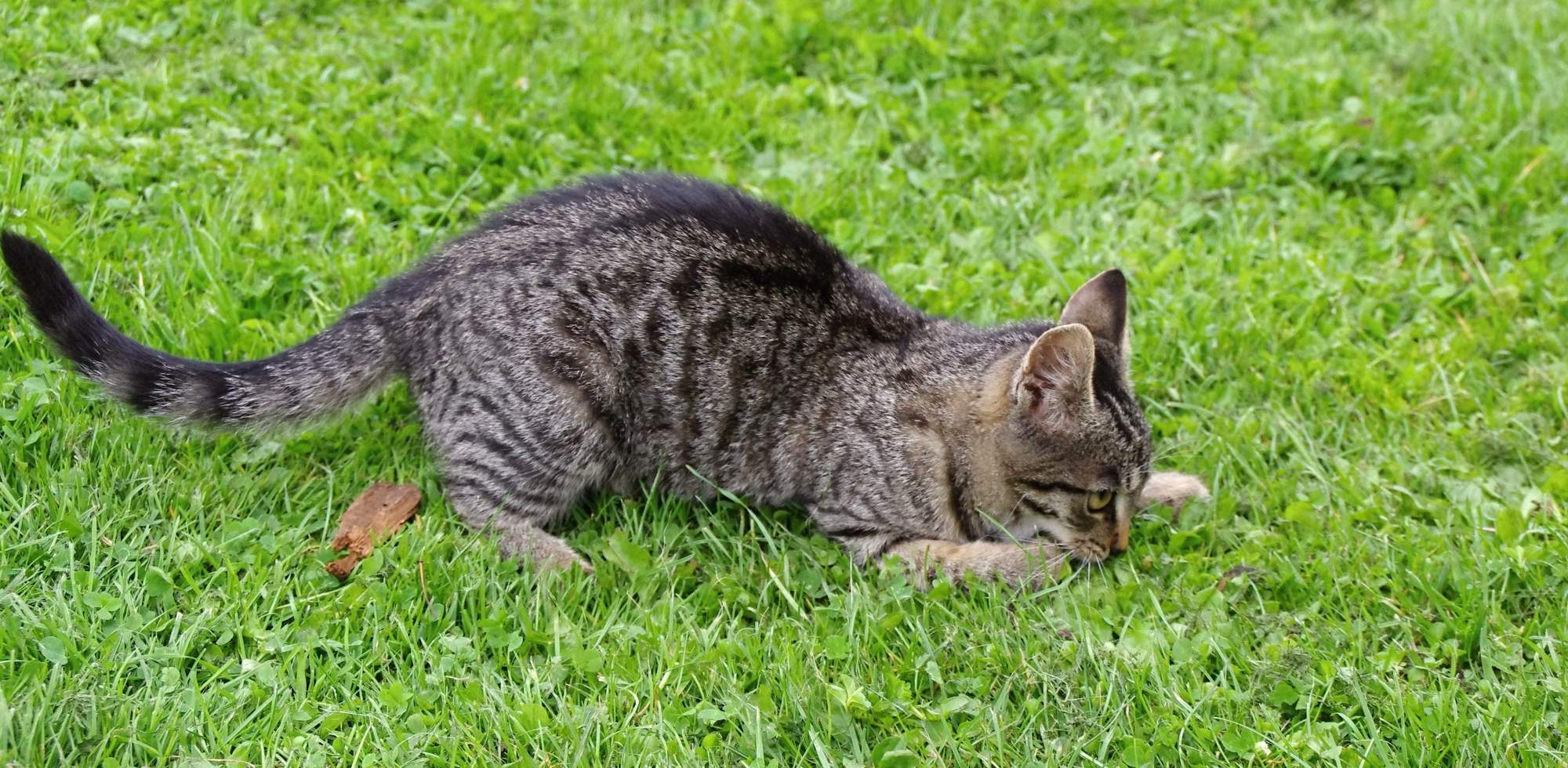 Domácí homeopatická lékárnička