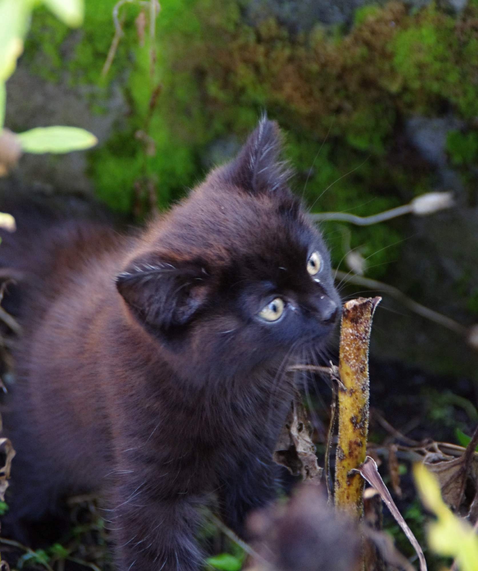 Půjčili byste si na zákrok u veterináře?