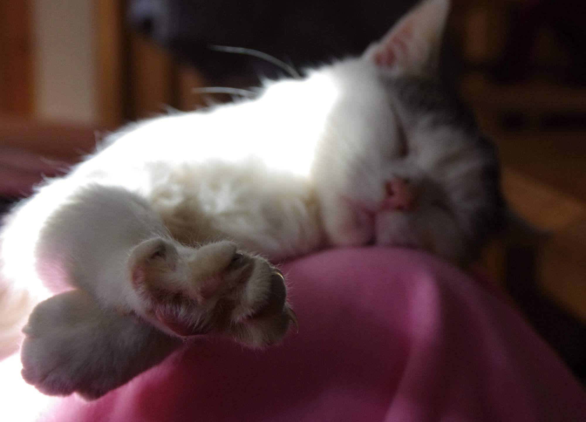 Specializovaná ordinace pro kočky