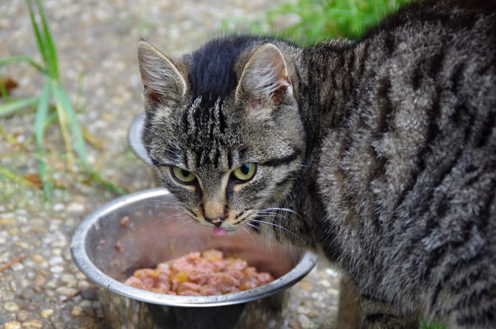 Charitativní vánoční sbírka