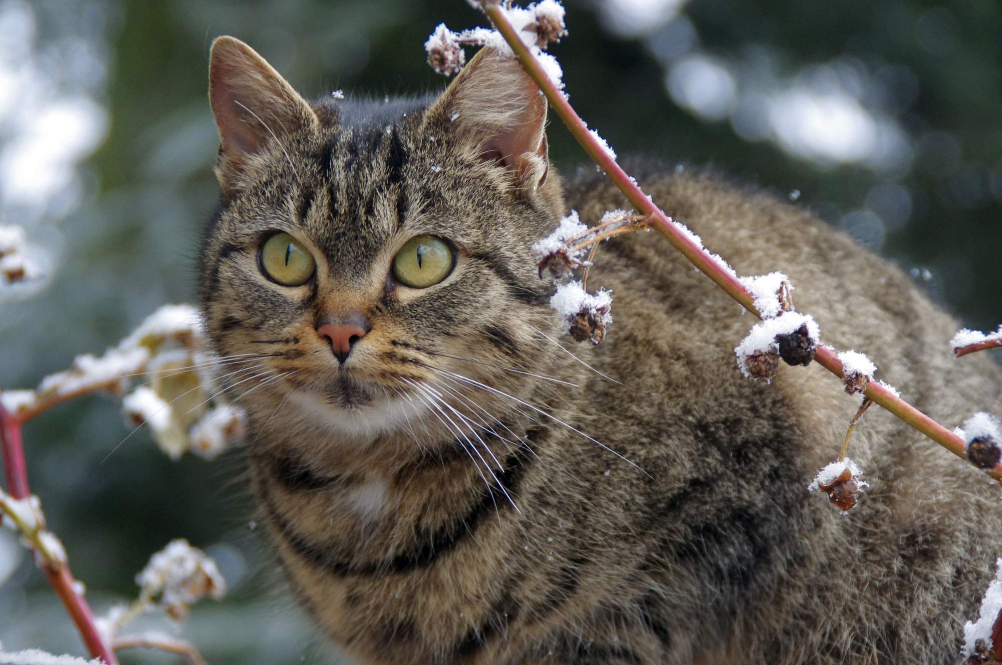 Kočku ano, nebo ne? 