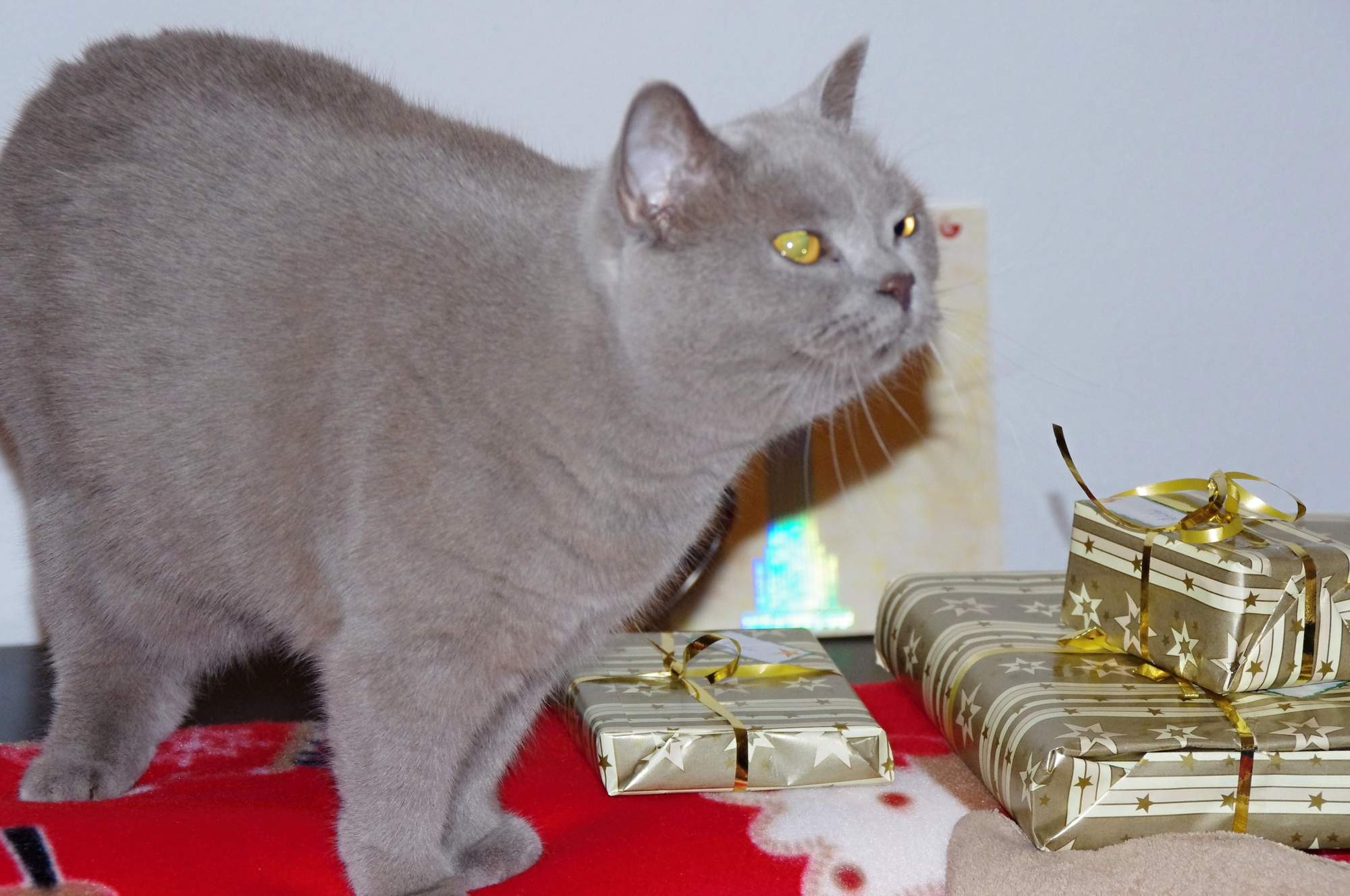 Většina domácích mazlíčků letos dostane vánoční dárek