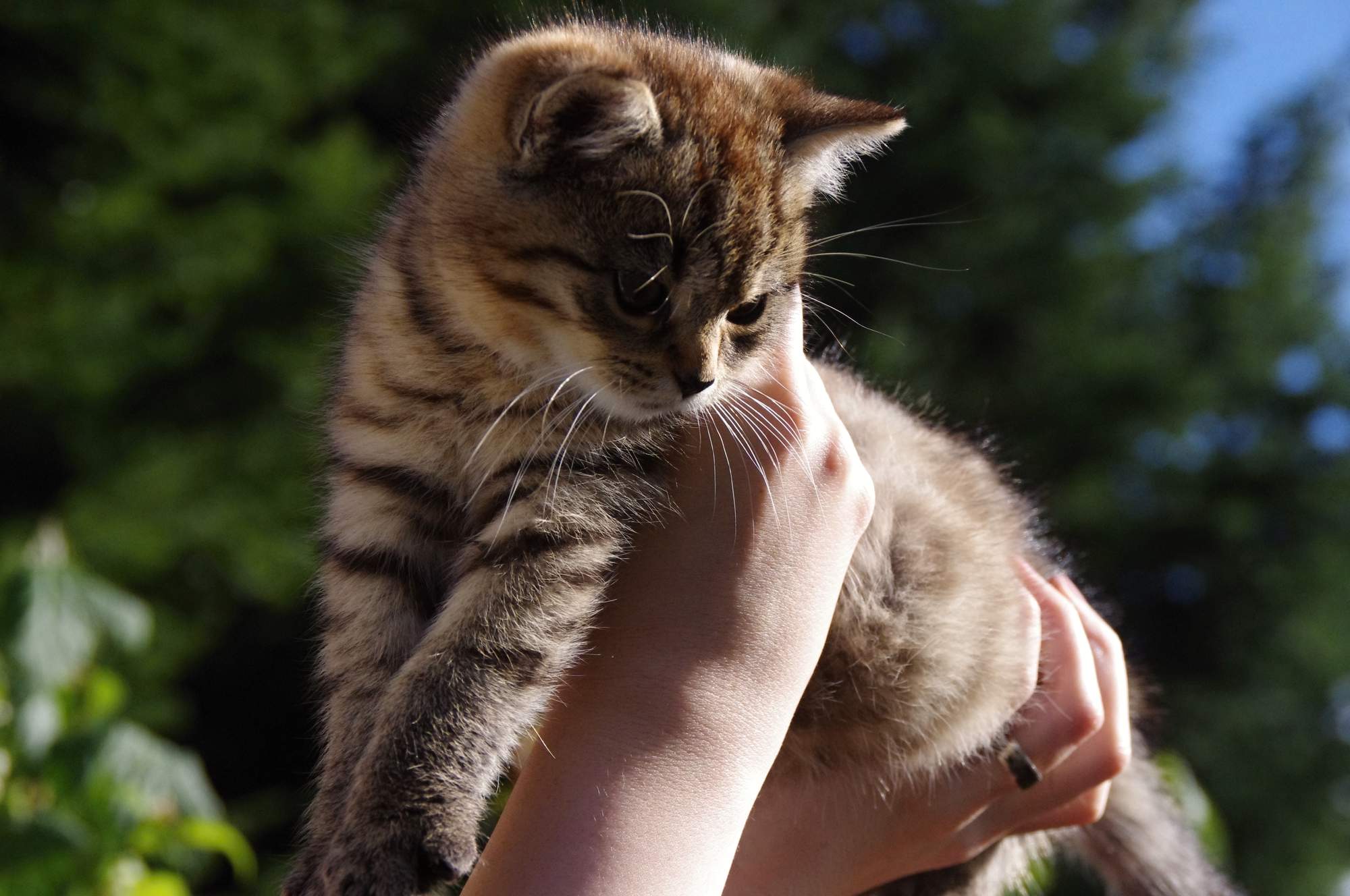 Vymazlené koťátko