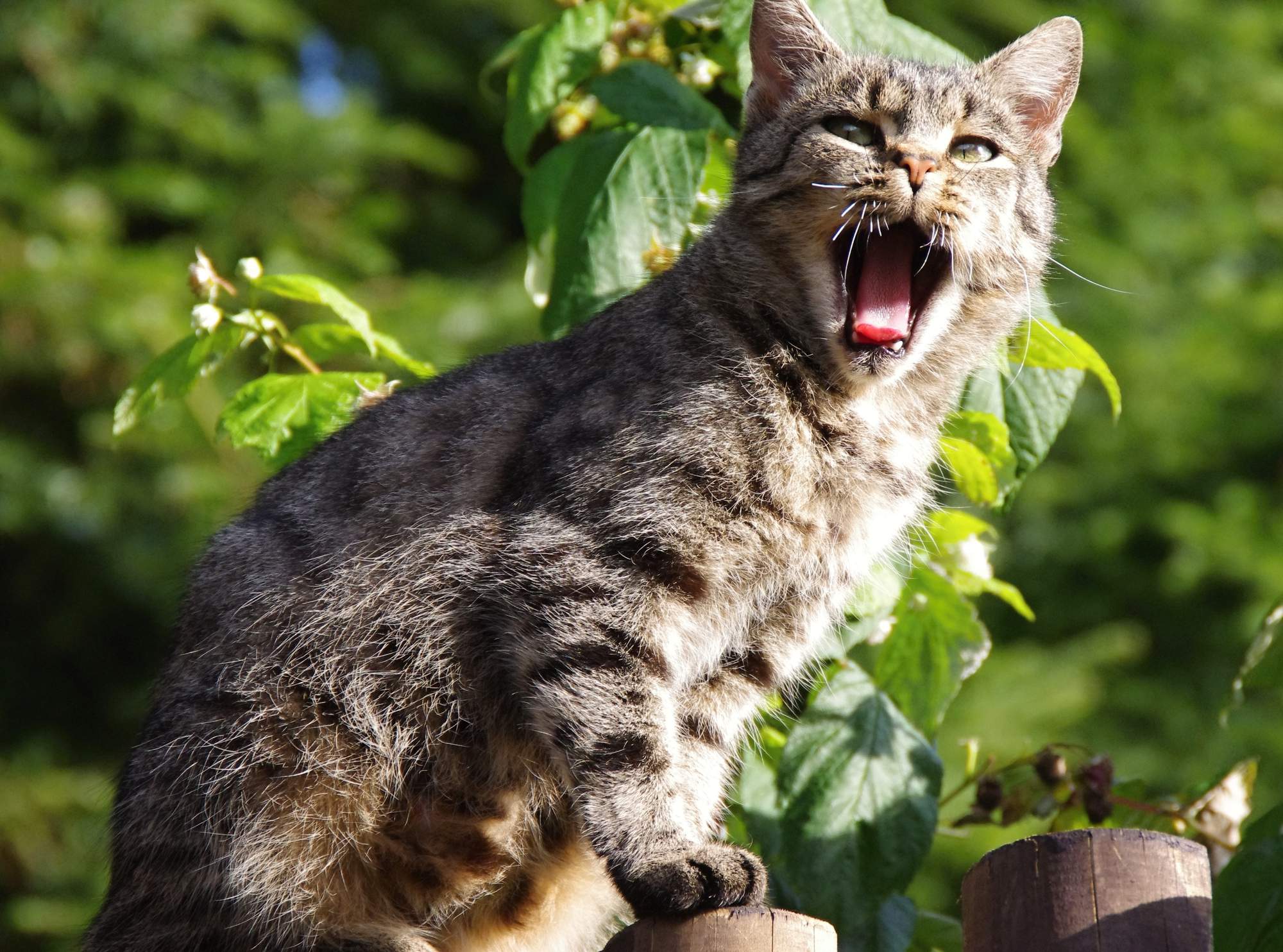 Šance pro ztracené psy i kočky