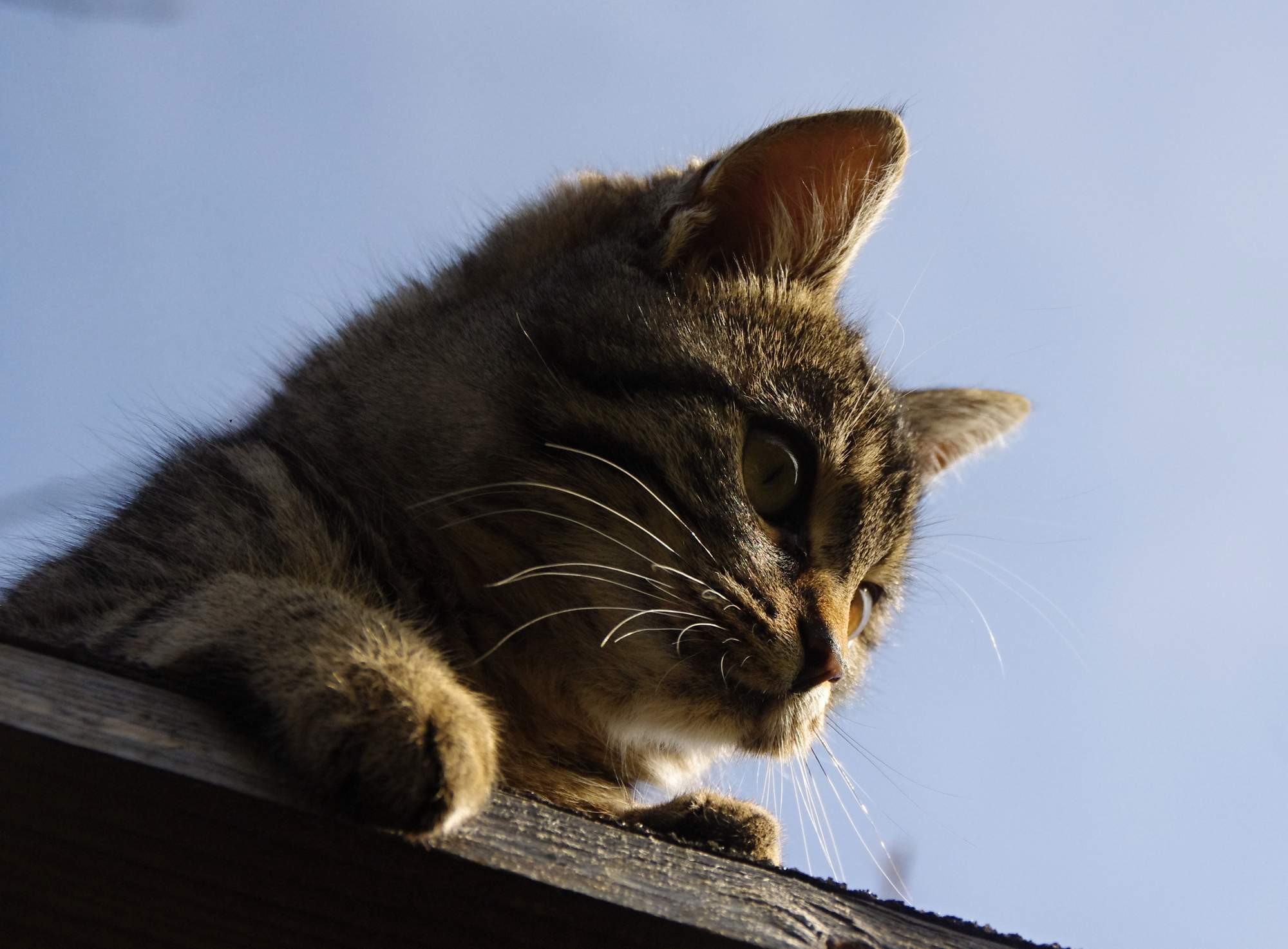 Pomoc při léčbě kýly