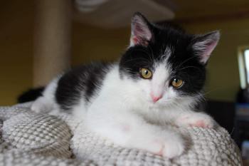 Představení útulku - Kočky SOS Hodonín