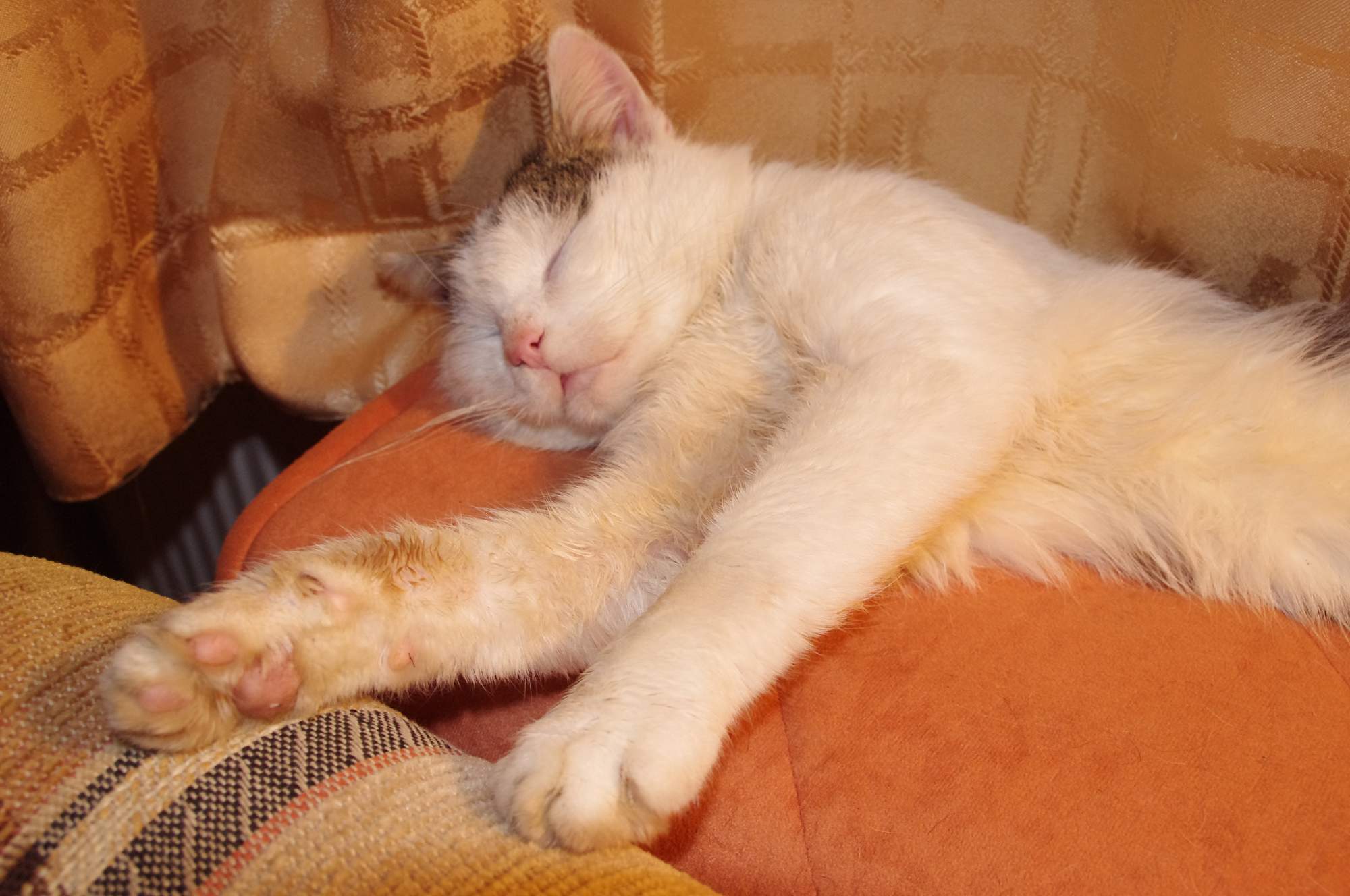 Pět důvodů, proč se kočky hodí do bytu víc než psi