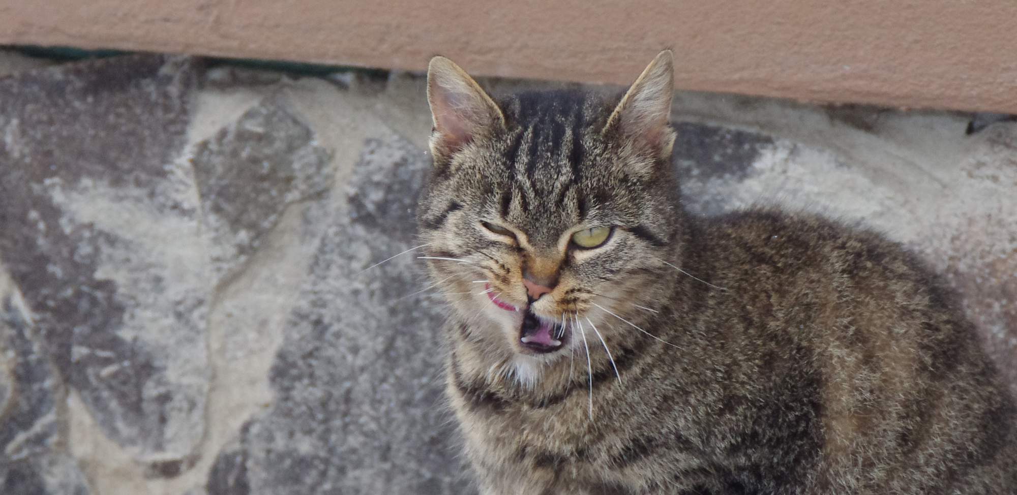 Mohou jíst kočky syrová vejce?