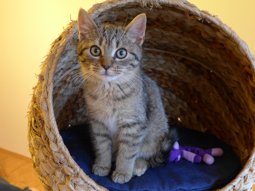 Dva miliony pro opuštěné kočky v útulcích