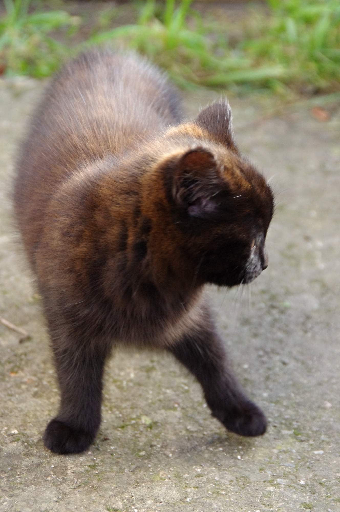 Valentýnská výstava opuštěných koček 31. ledna