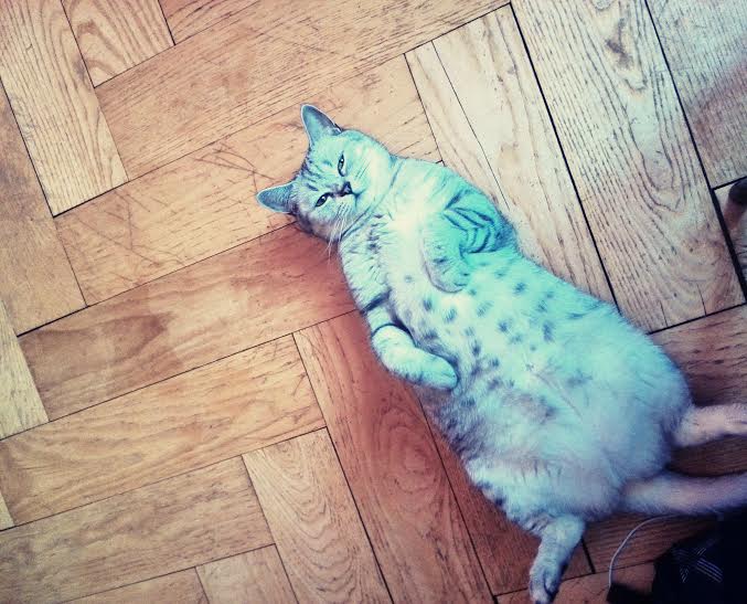 Kolik je vaší kočce?