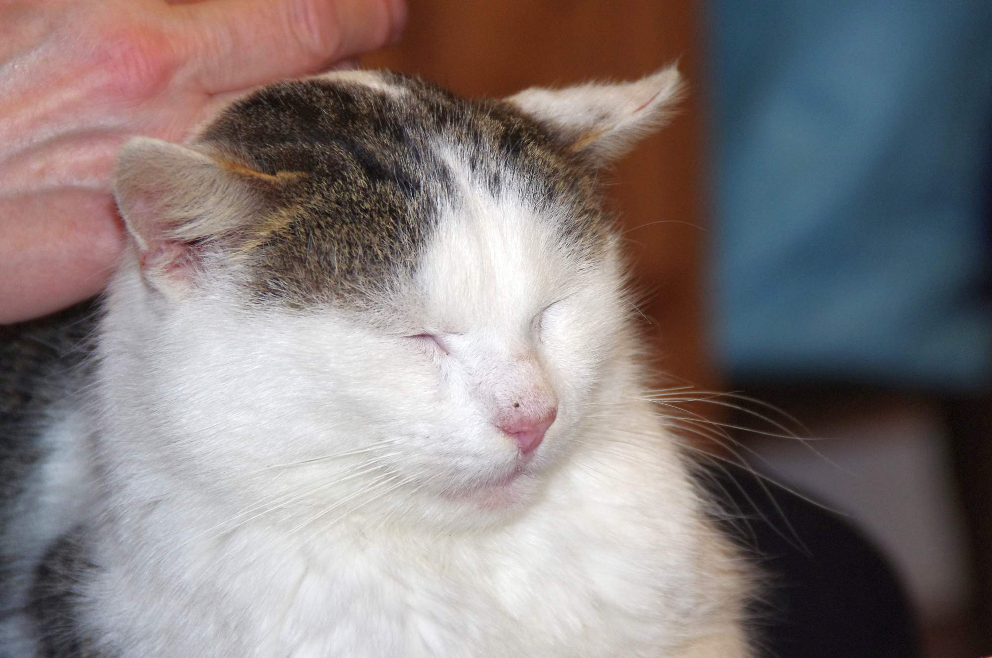 Diabetes mellitus – cukrovka 